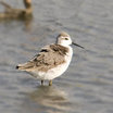 Wilson's Phalarope